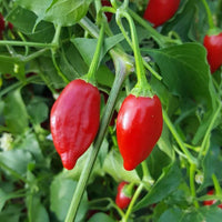 Red inca tomato pflanze gezogen aus samen