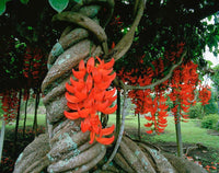 hell Orange Strongylodon Macrobotrys Samen zur Aussaat sonnenliebend Traditionssorte & ohne Gentechnik Samen Hausgarten