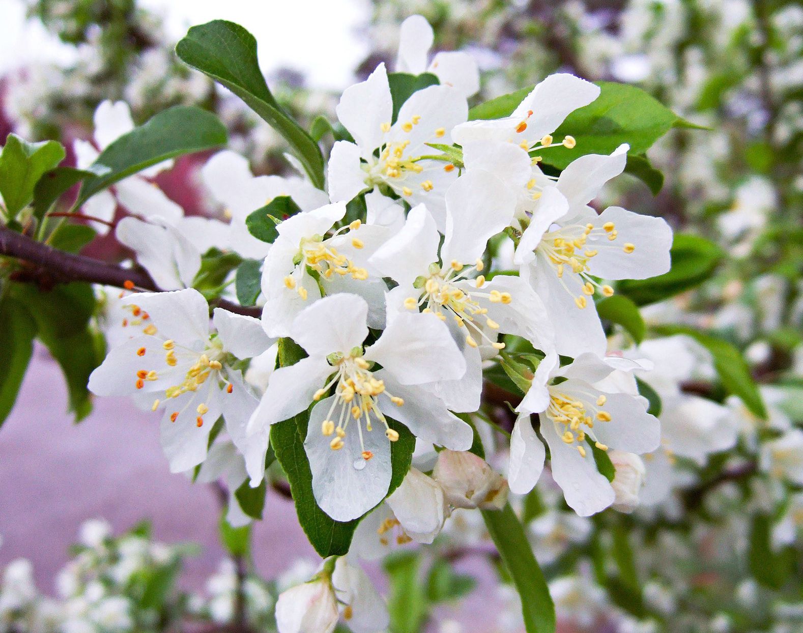 Weiß Crabapple Blumensamen zur Aussaat – duftend Blüten – Traditionssorte & ohne Gentechnik Samen Hausgarten