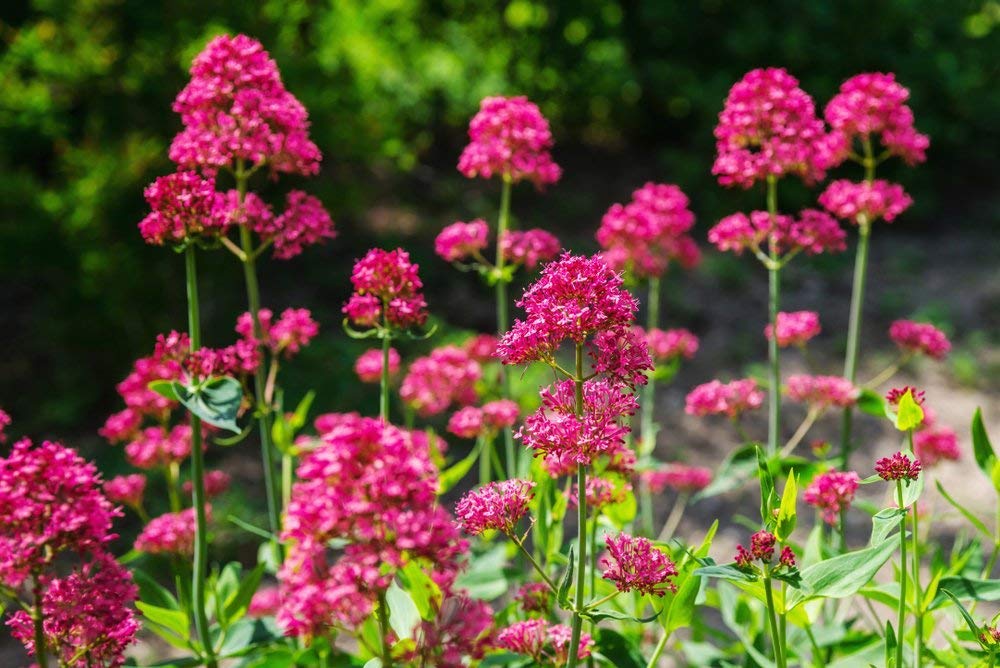 Red Jupiter's Beard Centranthus ruber Anbau in Sunny Garten Border