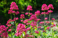 Red Jupiter's Beard Centranthus ruber Anbau in Sunny Garten Border