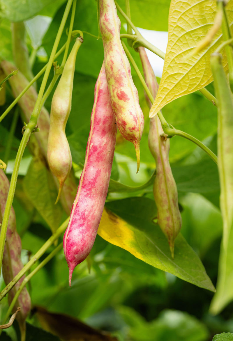 Red kidney bean gemüse samen für aussaat home gardens