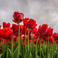 Rot maroon tulip anpflanzung samen – non-gmo tulip samen
