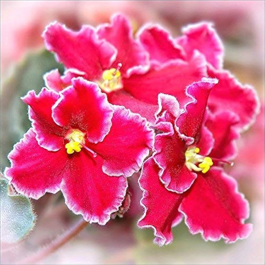 Rot mini matthiola blumen in full bloom