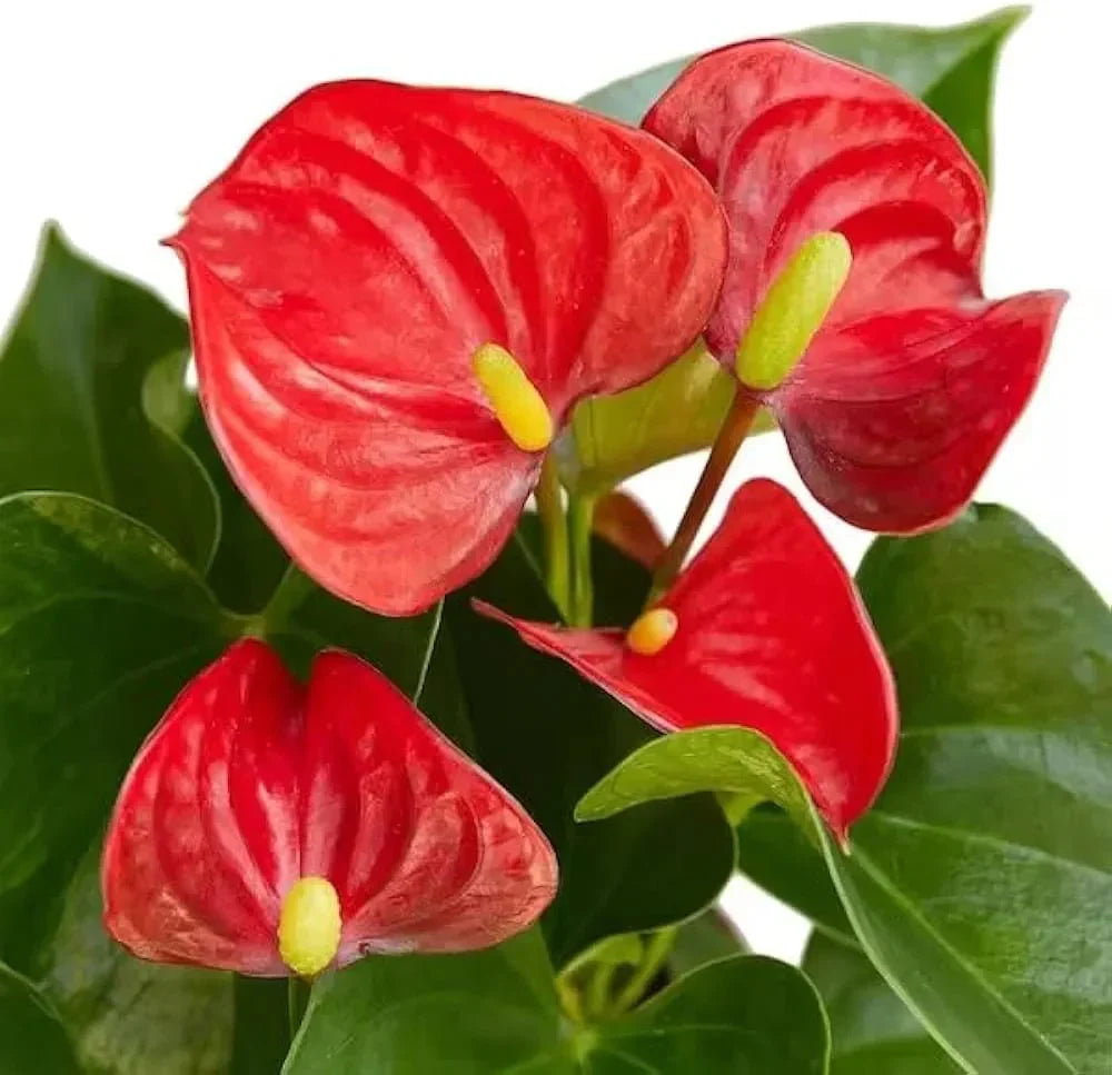 Rot mixed anthurium blume samen for anpflanzung