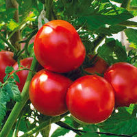 Red mortgage tomato samen für aussaat