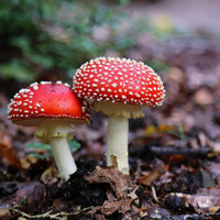 Red pilz samen für aussaat