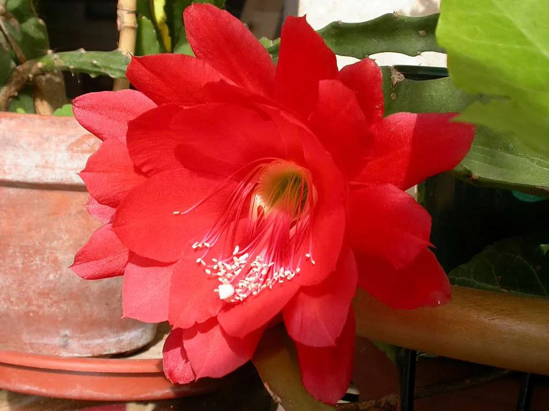 Rot nopalxochia blume samen for anpflanzung
