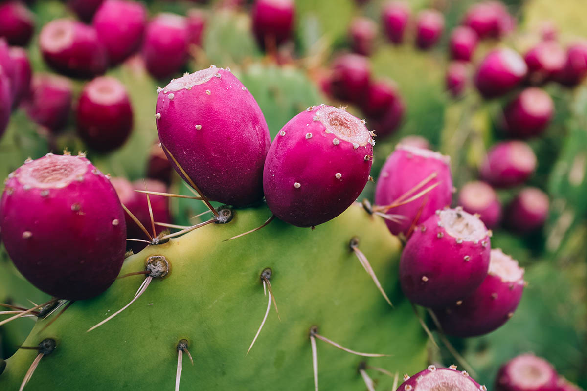 Rot opuntia ficus indica cactus fruit samen for anpflanzung