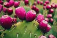 Rot opuntia ficus indica cactus fruit samen for anpflanzung