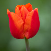 Rot orange tulip blume samen for anpflanzung