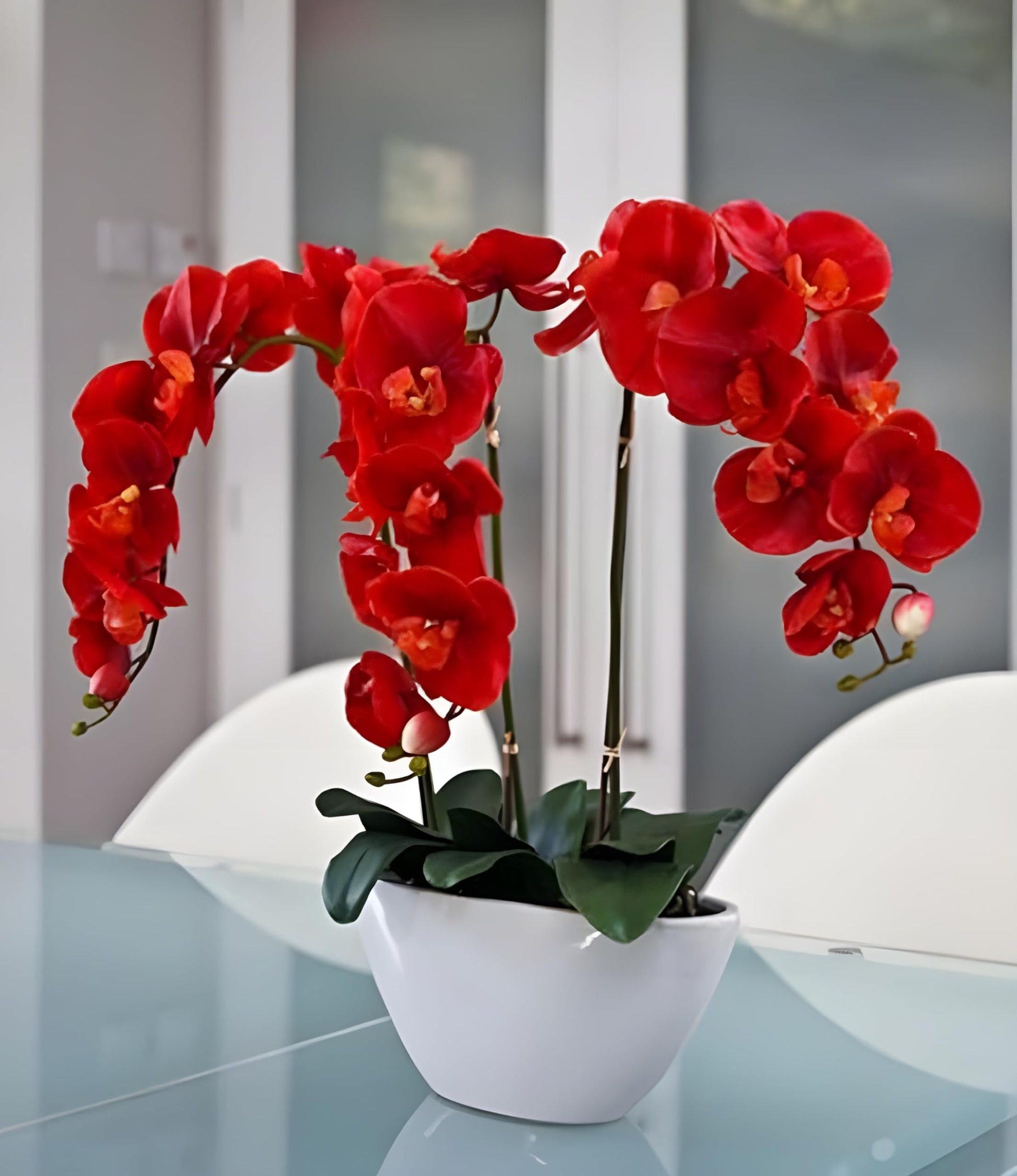Rot orchid pflanze samen – butterfly orchid for home garten