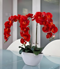 Rot orchid pflanze samen – butterfly orchid for home garten