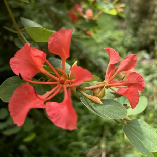 Rot orchid tree used as hedge in tropical garten