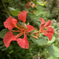 Rot orchid tree used as hedge in tropical garten