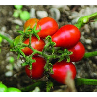 Rot Pear Tomate Samen – Organic Traditionell Tomatees for Sweet, Pear-Shaped Fruit
