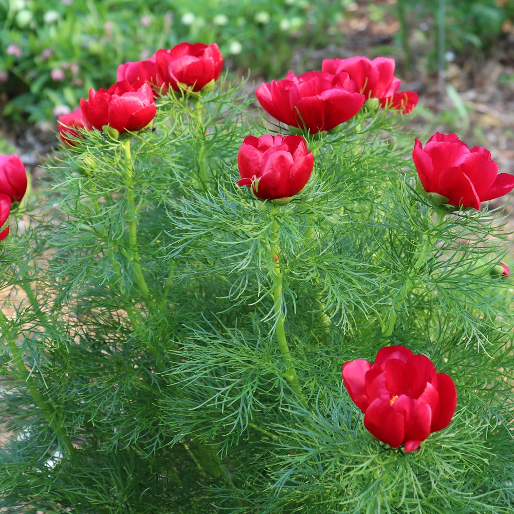 Rot peony blumen grown from paeonia tenuifolia samen in garten
