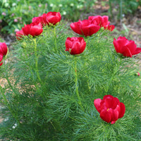 Rot peony blumen grown from paeonia tenuifolia samen in garten