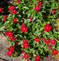 Rot periwinkle vinca blume samen for anpflanzung
