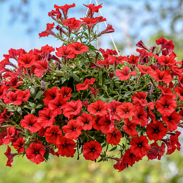 Rot petunia blume samen for vibrant garten anpflanzung
