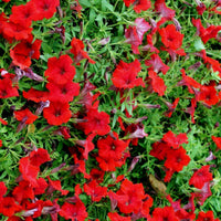 Hanging basket with lush rot petunia blumen