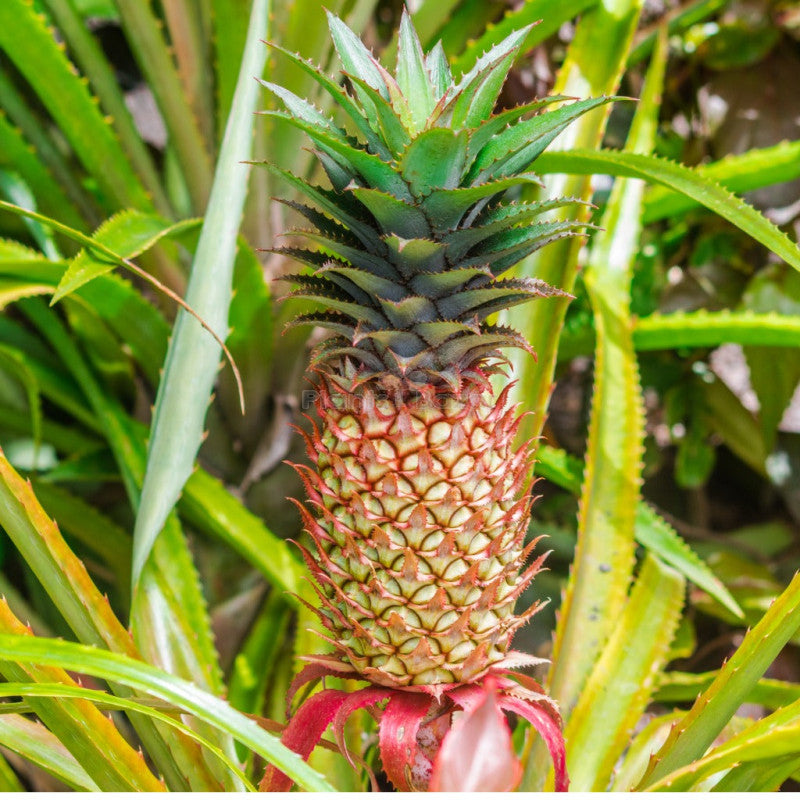 Ananas frucht Samen für einfaches Anpflanzen