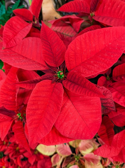 Weihnachtsstern Samen zur Aussaat Festive Holiday Blumen