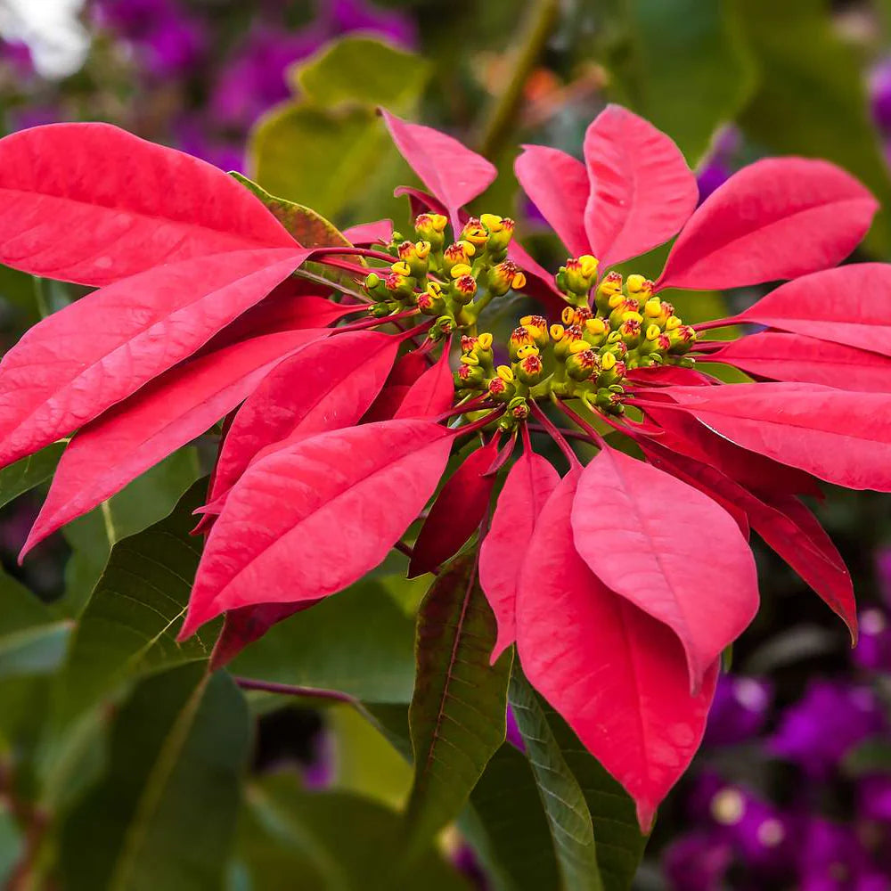 Weihnachtsstern Euphorbia Blumensamen zur Aussaat Bestäuber freundlich Traditionssorte & ohne Gentechnik Samen Hausgarten