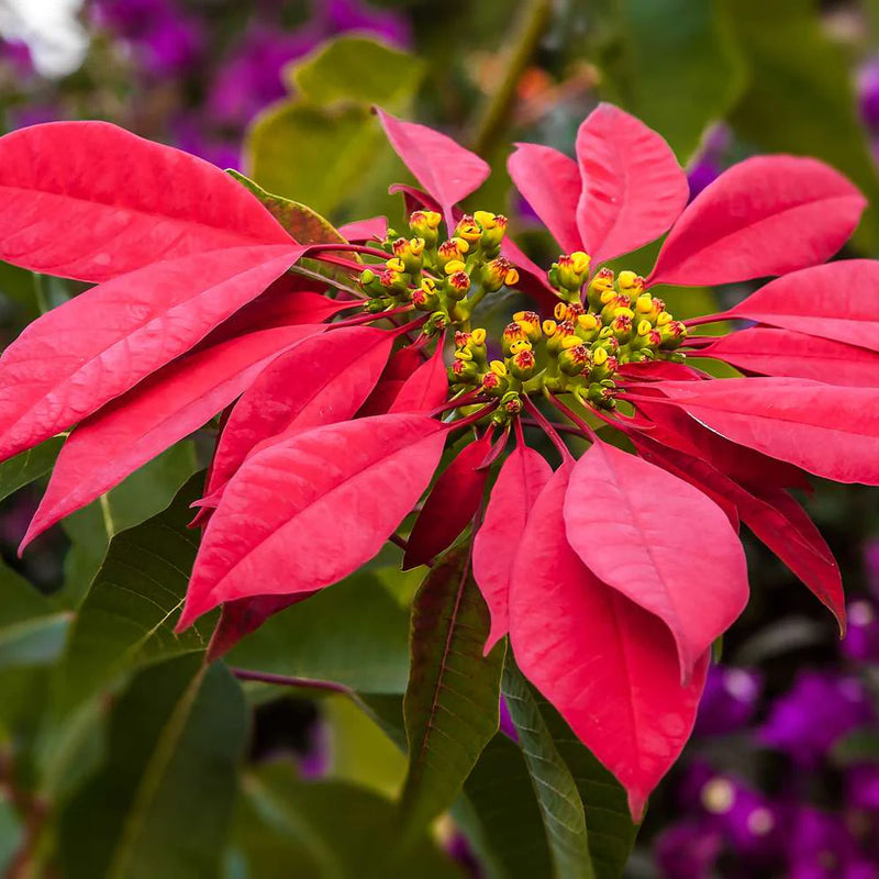 tief Rot Weihnachtsstern Blumensamen zur Aussaat – sonnenliebend – Traditionssorte & ohne Gentechnik Samen Hausgarten