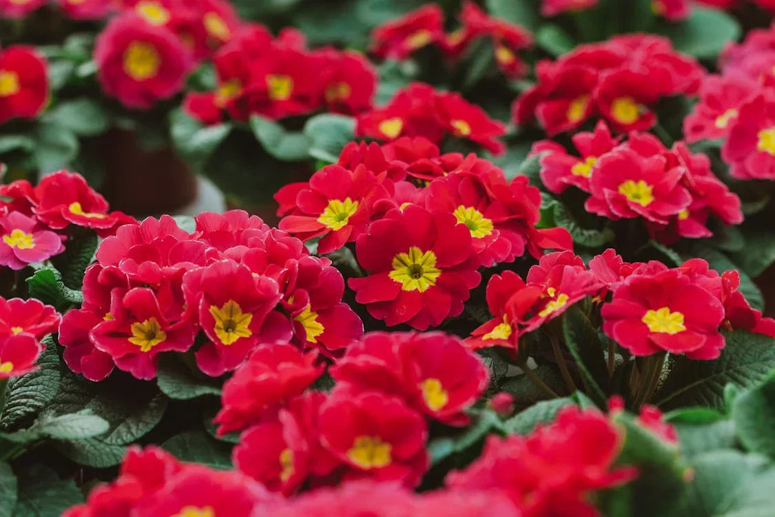 Vibrant rot primrose blume samen for easy anpflanzung