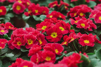 Vibrant rot primrose blume samen for easy anpflanzung