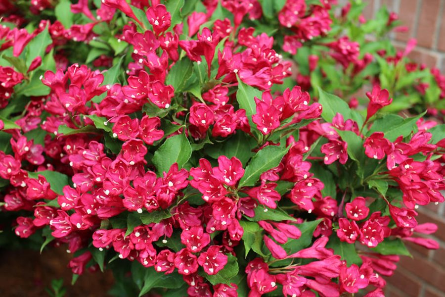 Weigela Blumensamen zur Aussaat Drought verträglich Traditionssorte & ohne Gentechnik Samen Hausgarten