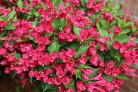Weigela Blumensamen zur Aussaat Drought verträglich Traditionssorte & ohne Gentechnik Samen Hausgarten