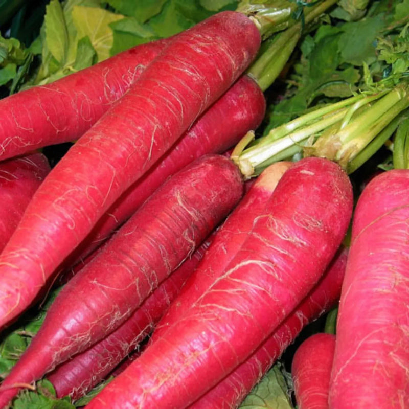 Red radish pflanzen developing in home garten beds