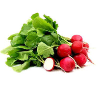 Red radish seedlings sprouting aus samen