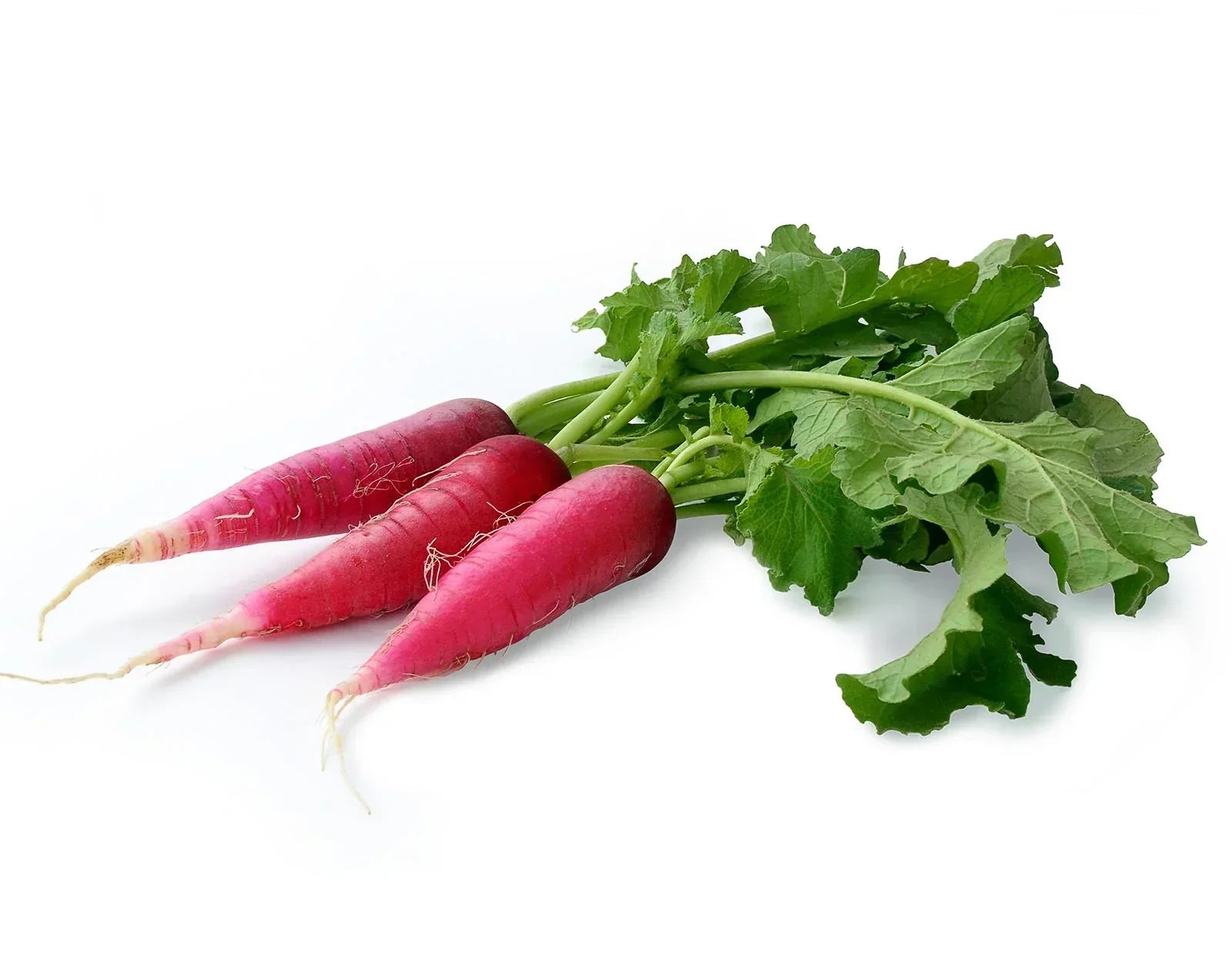 Non-gmo red radish samen für einfachen aussaat