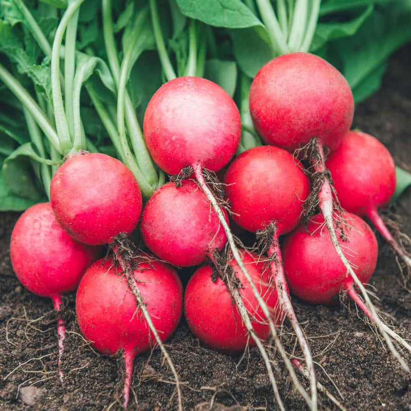 Red radish gemüse samen für aussaat home gardens