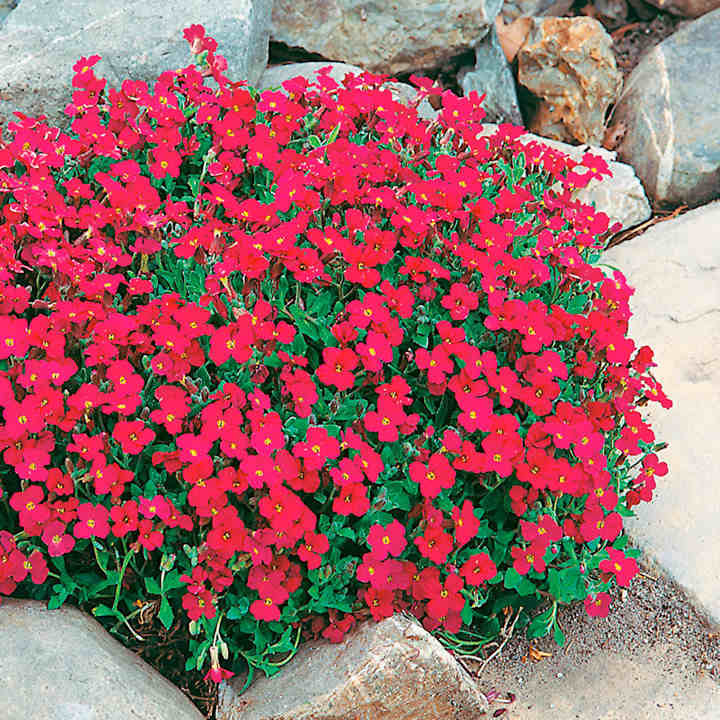 Rock cress blume samen for anpflanzung - vibrant rot colorful gardens
