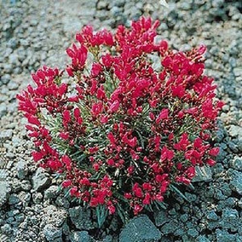 Packet of Red Rock Purslane 'Ruby Tuesday' Blume Kraut Samen