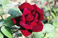 Maroon rot roses in garten display