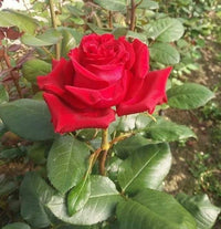 Rot rose garten blooms from quality samen