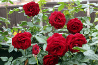 Rose Blumensamen einfache Aussaat – Anzucht Blüten at Haus