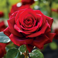 Rot rose samen for anpflanzung and gardening