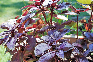 Red Rubin Basil Pflanze with deep purple leaves and white & lavender Blumen