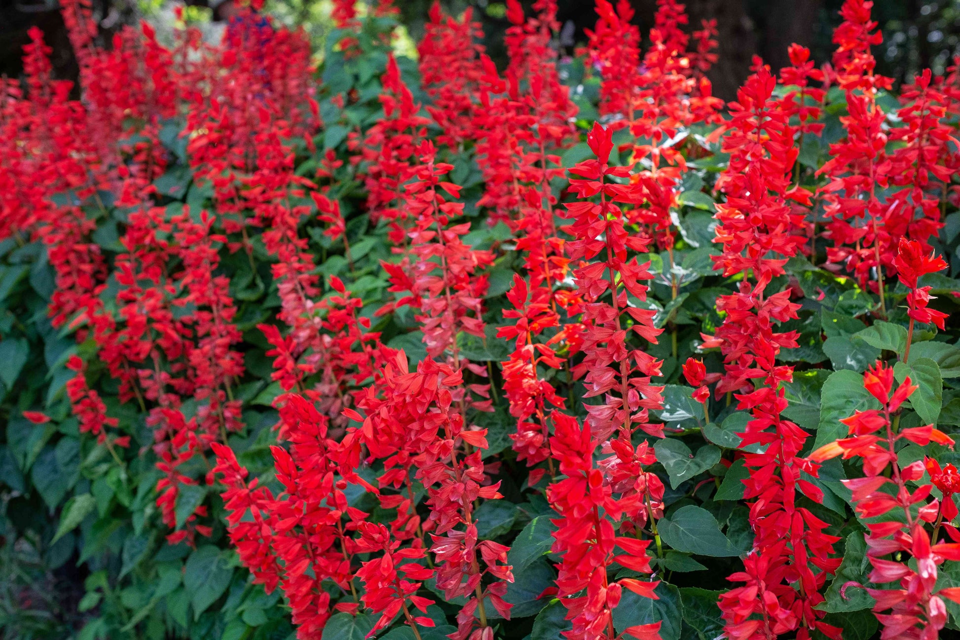 tief Rot Scarlet Sage Blumensamen – Blumensamen zur Aussaat – kompakt Wuchs – Traditionssorte & ohne Gentechnik Samen Hausgarten