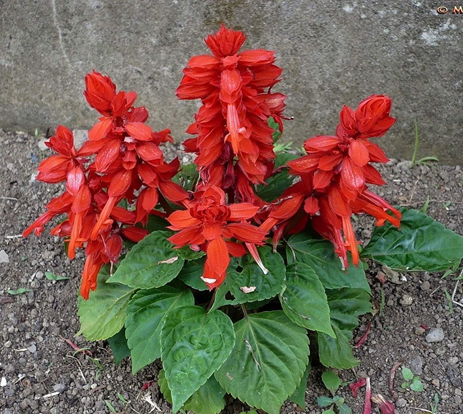 Red Salvia Splendens Samen thriving in containers and Garten planters