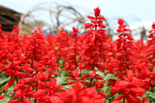 Red Salvia Splendens Samen producing vibrant scarlet sage Blume spikes