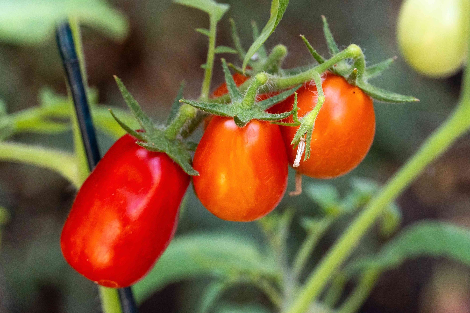 Healthy red san marzano pflanzen wachsend in full sun