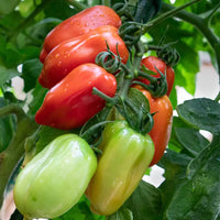 Red san marzano pflanzen wachsend on garten supports