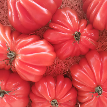 Red santorini tomato pflanzen thriving in raised garten beds